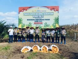 Kapolres Mesuji Bersama Bupati Mesuji Melaksanakan Panen Raya Jagung Serentak Kuartal Ke 2 di Lahan Perkebunan PT. SIP Desa Talang Batu