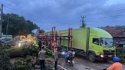 Pohon Raksasa Tumbang Di Jalintim, Arus Lalu Lintas Lumpuh! Polisi Gerak Cepat Selamatkan Situasi