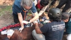Kemenhut Konfirmasi Orang Utan Sempurna Mati Akibat Paparan Asap Karhutla Kalbar