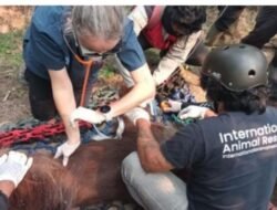 Kemenhut Konfirmasi Orang Utan Sempurna Mati Akibat Paparan Asap Karhutla Kalbar